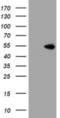 Protein ZNF365 antibody, NBP2-03848, Novus Biologicals, Western Blot image 