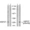 Heat Shock Protein Family B (Small) Member 1 antibody, SPC-1264D-P594, StressMarq, Western Blot image 