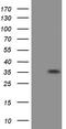 Eukaryotic translation initiation factor 2 subunit 1 antibody, TA501373S, Origene, Western Blot image 