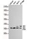 CRK Proto-Oncogene, Adaptor Protein antibody, GTX49212, GeneTex, Western Blot image 