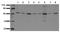 Glycogen Synthase Kinase 3 Alpha antibody, AM00064PU-N, Origene, Western Blot image 