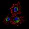 Keratin 15 antibody, MA5-11344, Invitrogen Antibodies, Immunofluorescence image 