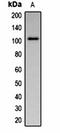 Progastricsin antibody, orb334777, Biorbyt, Western Blot image 