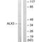 ALX Homeobox 3 antibody, PA5-49776, Invitrogen Antibodies, Western Blot image 