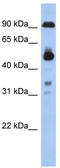 Coiled-coil domain-containing protein 144B antibody, TA333393, Origene, Western Blot image 
