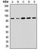 Ssemaphorin 4F antibody, orb411770, Biorbyt, Western Blot image 