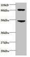 C-C Motif Chemokine Ligand 7 antibody, orb239445, Biorbyt, Western Blot image 