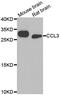 C-C Motif Chemokine Ligand 3 antibody, MBS9128219, MyBioSource, Western Blot image 