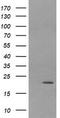 Leucine Zipper And CTNNBIP1 Domain Containing antibody, TA505941S, Origene, Western Blot image 