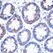 Cytochrome P450(scc) antibody, GTX53941, GeneTex, Immunohistochemistry paraffin image 