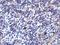 Inducible T Cell Costimulator Ligand antibody, A01965, Boster Biological Technology, Immunohistochemistry paraffin image 