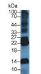 Deoxyribonuclease 1 Like 2 antibody, LS-C293670, Lifespan Biosciences, Western Blot image 