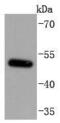 Melanocyte Inducing Transcription Factor antibody, A00269-2, Boster Biological Technology, Western Blot image 