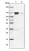 Protocadherin Gamma Subfamily A, 1 antibody, NBP2-54658, Novus Biologicals, Western Blot image 
