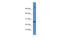 Cytochrome C Oxidase Assembly Factor COX20 antibody, 26-797, ProSci, Western Blot image 