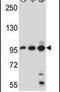 Aftiphilin antibody, PA5-25674, Invitrogen Antibodies, Western Blot image 