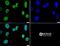 Histone Cluster 2 H3 Family Member D antibody, NB21-1023, Novus Biologicals, Immunofluorescence image 