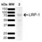 LDL Receptor Related Protein 1 antibody, LS-C776710, Lifespan Biosciences, Western Blot image 