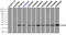 HspB5 antibody, TA500580, Origene, Immunoprecipitation image 