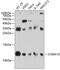 S100 Calcium Binding Protein A10 antibody, 15-656, ProSci, Western Blot image 
