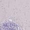 IGF Like Family Member 4 antibody, HPA047655, Atlas Antibodies, Immunohistochemistry frozen image 