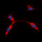 Potassium Voltage-Gated Channel Subfamily J Member 11 antibody, LS-C356142, Lifespan Biosciences, Immunofluorescence image 
