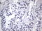 RNA Binding Fox-1 Homolog 1 antibody, LS-C789917, Lifespan Biosciences, Immunohistochemistry frozen image 