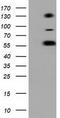 Butyrophilin Subfamily 1 Member A1 antibody, CF501534, Origene, Western Blot image 