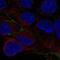 Cingulin Like 1 antibody, NBP2-56274, Novus Biologicals, Immunocytochemistry image 