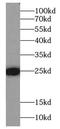Protein FAM3C antibody, FNab02982, FineTest, Western Blot image 