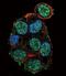 pVHL antibody, PA5-13487, Invitrogen Antibodies, Immunofluorescence image 
