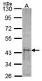 Src Kinase Associated Phosphoprotein 1 antibody, NBP1-32479, Novus Biologicals, Western Blot image 