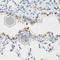 PCNA antibody, A0264, ABclonal Technology, Immunohistochemistry paraffin image 