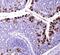 ATP Binding Cassette Subfamily G Member 8 antibody, MA5-24788, Invitrogen Antibodies, Immunohistochemistry frozen image 