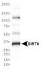 Sirtuin 6 antibody, TA336289, Origene, Western Blot image 