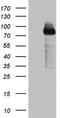 BCL6 Transcription Repressor antibody, CF803402, Origene, Western Blot image 