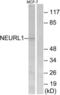 Neuralized-like protein 1A antibody, LS-C120142, Lifespan Biosciences, Western Blot image 