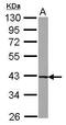 Uroporphyrinogen decarboxylase antibody, PA5-27931, Invitrogen Antibodies, Western Blot image 