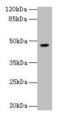 Nuclear RNA Export Factor 5 antibody, LS-C397079, Lifespan Biosciences, Western Blot image 
