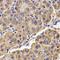 Neuronal Calcium Sensor 1 antibody, orb341090, Biorbyt, Immunohistochemistry paraffin image 