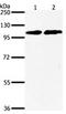 Nuclear Factor Of Activated T Cells 4 antibody, orb107589, Biorbyt, Western Blot image 