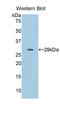 CD40 Ligand antibody, LS-C293362, Lifespan Biosciences, Western Blot image 