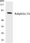 Rabphilin 3A antibody, EKC1491, Boster Biological Technology, Western Blot image 