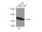 60S ribosomal protein L4 antibody, 11302-1-AP, Proteintech Group, Immunoprecipitation image 