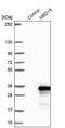 Mediator Complex Subunit 19 antibody, PA5-59329, Invitrogen Antibodies, Western Blot image 
