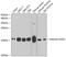 H2A Histone Family Member X antibody, 13-997, ProSci, Western Blot image 