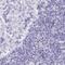 Solute Carrier Family 32 Member 1 antibody, PA5-63808, Invitrogen Antibodies, Immunohistochemistry frozen image 