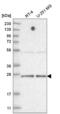 TATA-Box Binding Protein Associated Factor 11 antibody, NBP2-58561, Novus Biologicals, Western Blot image 