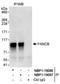 FA Complementation Group B antibody, NBP1-19087, Novus Biologicals, Western Blot image 