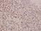 SMAD Family Member 1 antibody, A00728S465, Boster Biological Technology, Immunohistochemistry frozen image 